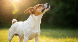 Understanding Reverse Sneezing in Dogs