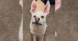 Unique Looking Dog Keeps Trying to Talk Like Human And It’s Impossible Not to Laugh