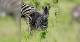 Unusual Zebra With Missing Stripes Spotted In South Africa Sparks Buzz
