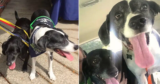 Vet Refuses Cruel Euthanasia Request and Gives Dogs a Second Chance