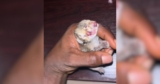 Vets Encounter an Extremely Rare Two-Headed Kitten After Birth