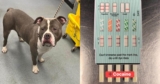 Wandering Dog Taken To Animal Hospital Following Cocaine Exposure
