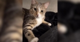Watch This Tabby Cat Gently Learn How to Pet a Patient Doberman
