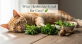 What Herbs Are Good for Cats? Vet-Approved Guide to Safe Herbal Use