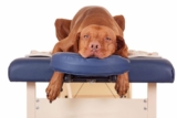 What Is Animal Chiropractic—and How Does It Work?
