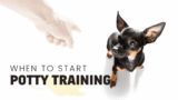 When Can You Start Potty Training a Puppy?