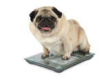 Why are so many dogs overweight?