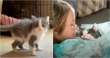 Wobbly Foster Kitten Wants ‘Nothing More’ Than To Win Family’s Hearts