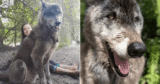 Wolfdog Was Left At Kill Shelter Gets New Chance At Life