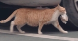 Woman Bewildered as Stray Cat Only Accepts Food from a Bag and Then Decides to Follow Her