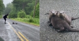 Woman Stopped Car To Rescue Three Baby Otters Stranded On Isolated Road