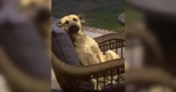 Woman Wakes Up to a Dog Chilling on the Patio Set Like He Paid Rent