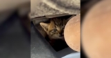 “Y’all Hear That?” Streamer Hears a Mystery Meow in His Car and Finds His New BFF