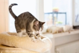 Your cat kneads with its paws Here’s the real reason few people know