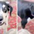 Guy Meets Dog He’s Told Is Aggressive, Reads Note From Former Owners
